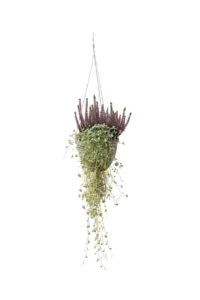 Dichondra-Ciclamino-Calluna Vista Tortora egarden.store online