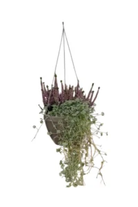 Dichondra-Ciclamino-Calluna