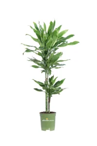 Dracena Golden Coast v20 egarden.store online