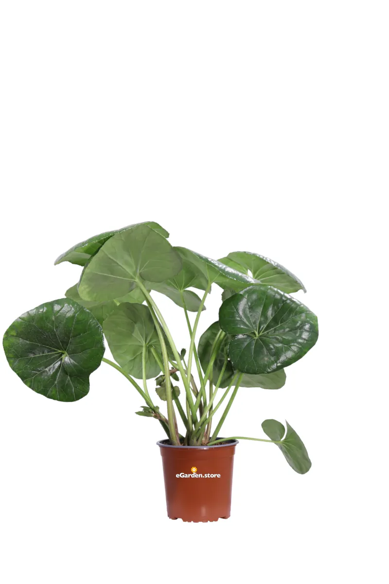 Farfugium Japonicum Giganteum v17 egarden.store online