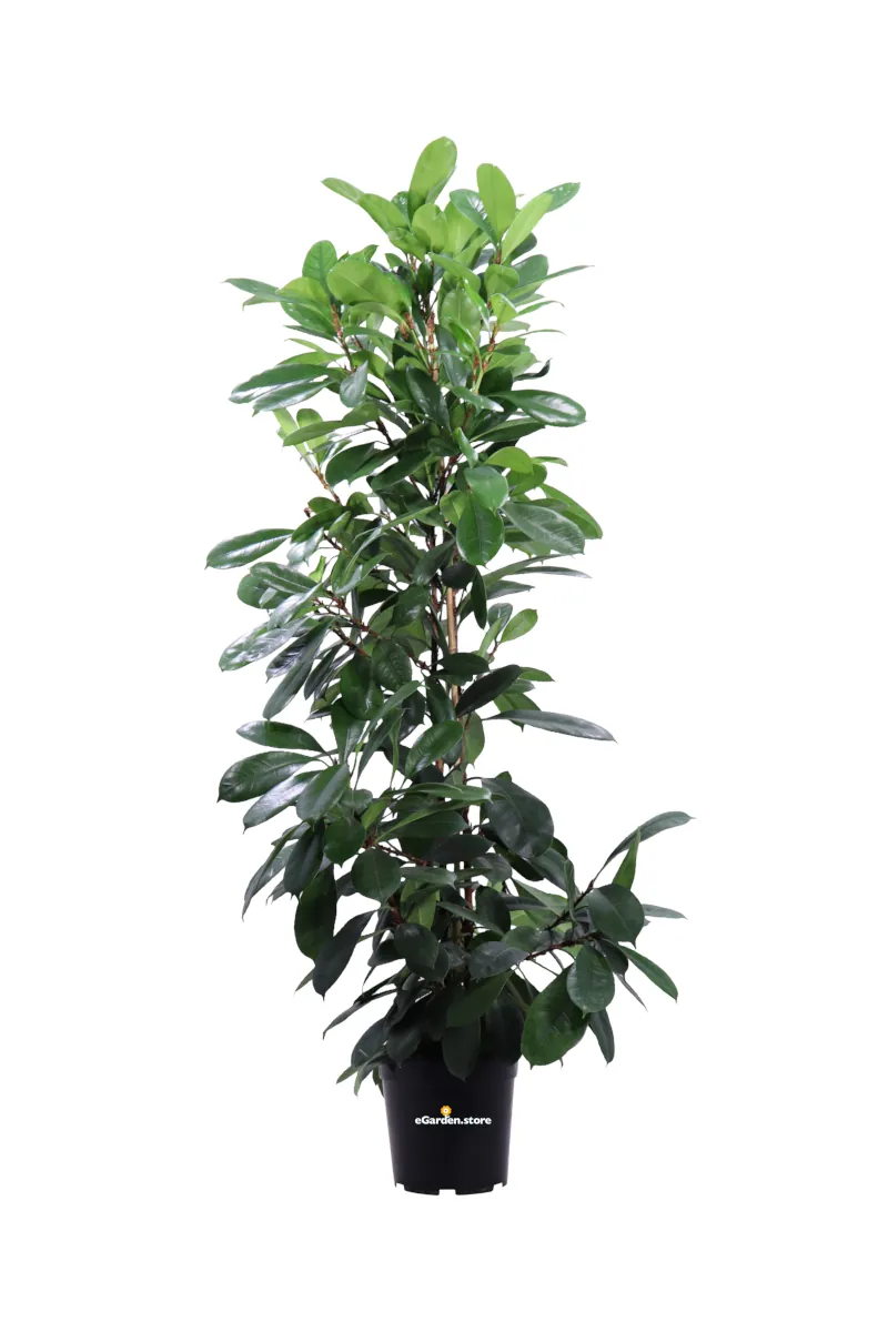 Ficus Cyathistipula v24 egarden.store online