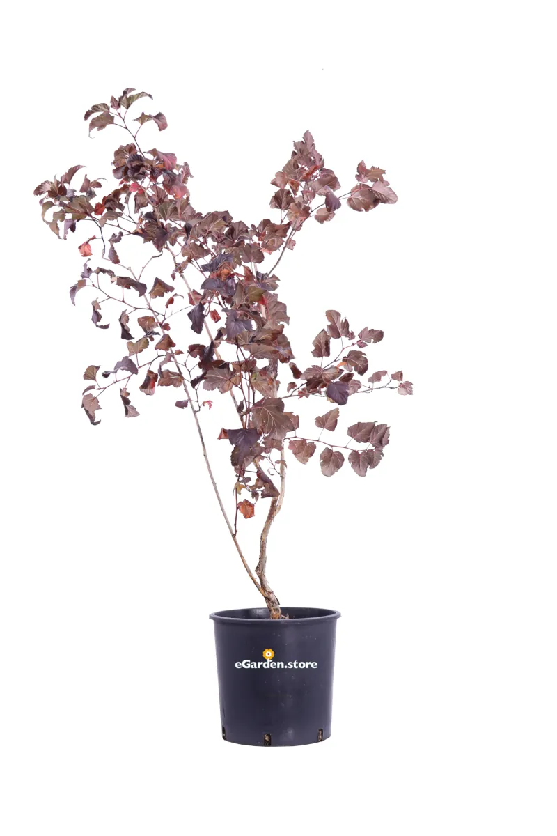 Fisocarpo - Physocarpus Opulifolius Diable D'Or