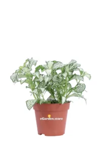 Fittonia Albivenis White Anne v8 egarden.store 1 Fittonia Albivenis White Anne v8 egarden.store online