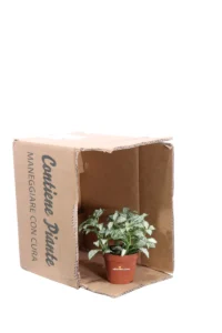 Fittonia Albivenis White Anne v8 egarden.store 3 Fittonia Albivenis White Anne v8 egarden.store online