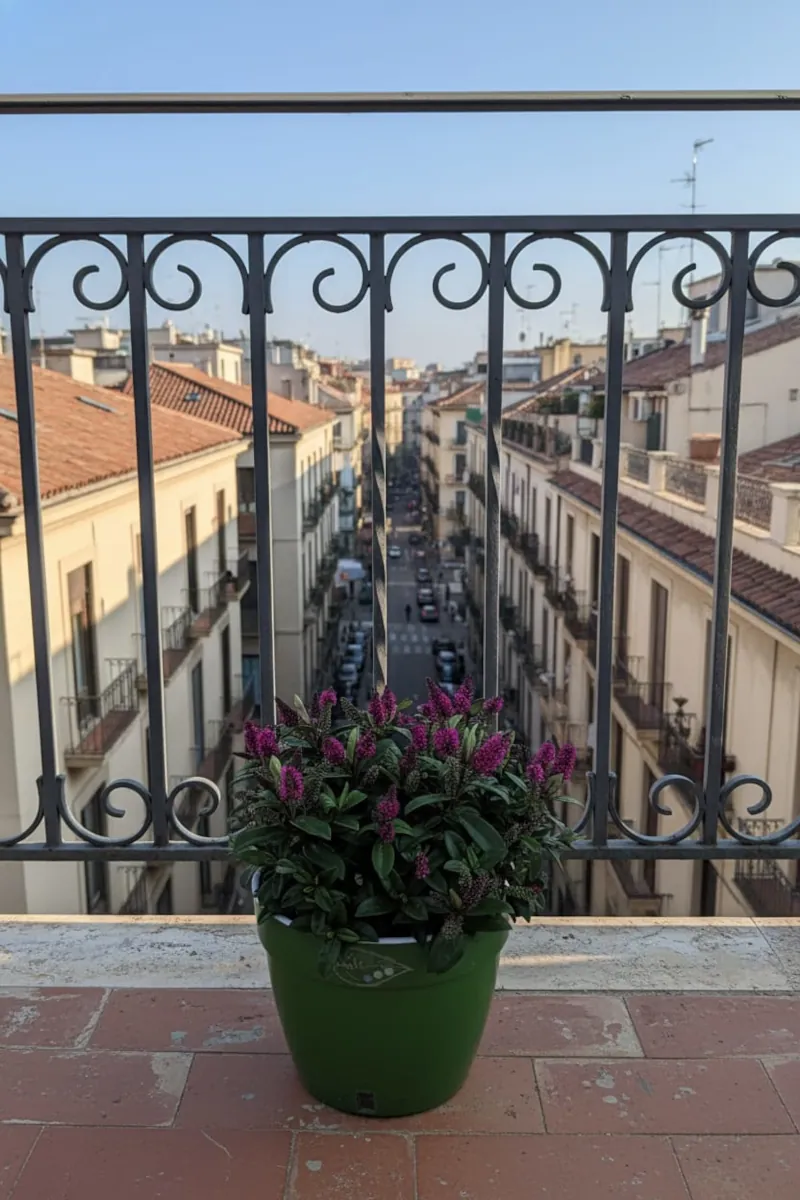 Hebe Hebedonna Nikka Asti Verde Balcone egarden.store online