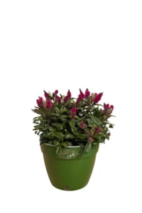 Hebe Hebedonna Nikka Asti Verde egarden.store 1 Hebe Hebedonna Nikka