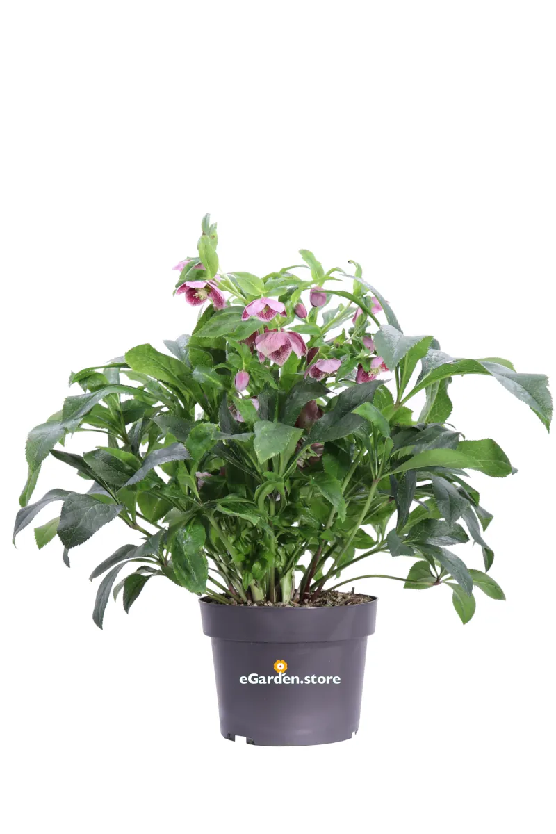 Helleborus Orientalis Fucsia v19 egarden.store online