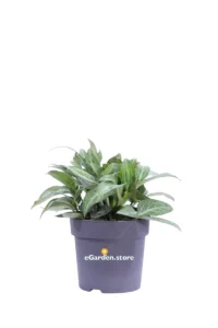 Helleborus X Sternii Lilac Marble v14 egarden.store online