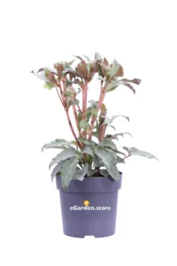 Helleborus X Sternii Silver Star v14 egarden.store online