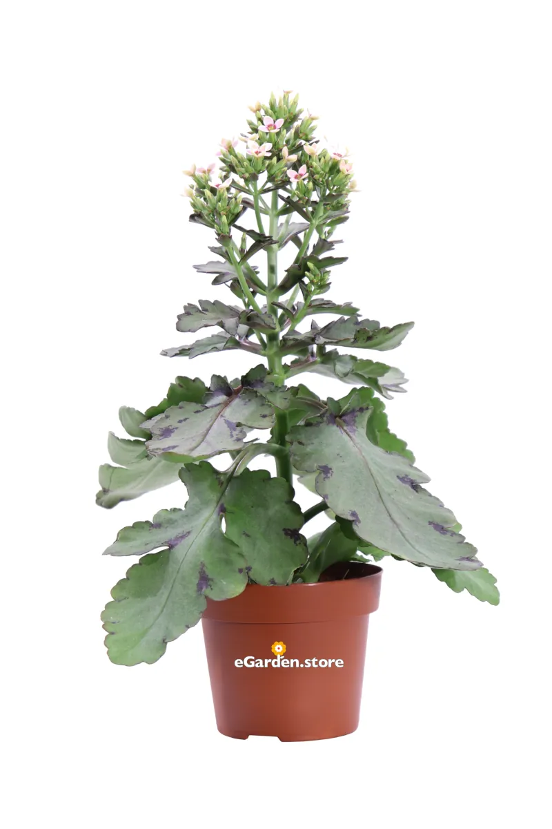 Kalanchoe Blossfeldiana Sunny v14 egarden.store online