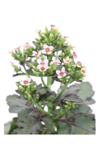 Kalanchoe Blossfeldiana Sunny v14 egarden.store 2 Kalanchoe Blossfeldiana Sunny v14 egarden.store online