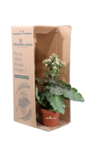 Kalanchoe Blossfeldiana Sunny v14 egarden.store 3 Kalanchoe Blossfeldiana Sunny v14 egarden.store online