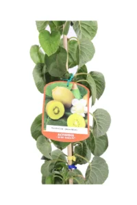 Kiwi Giallo - Actinidia Testolin Maschio v18 egarden.store online