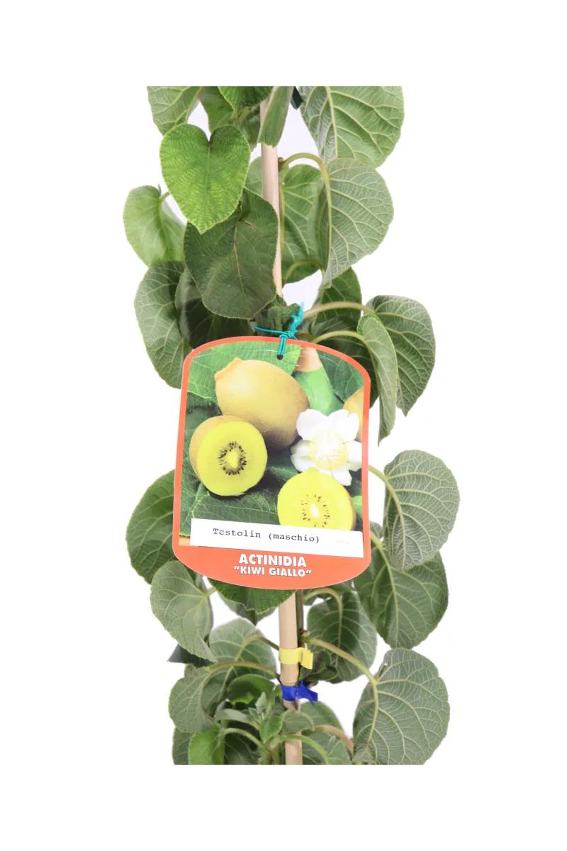 Kiwi Giallo - Actinidia Testolin Maschio v18 egarden.store online