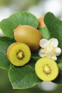 Kiwi Giallo - Actinidia Testolin Maschio v18 egarden.store online