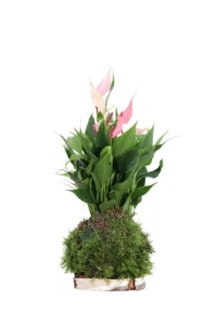 Kokedama Anthurium Lilli egarden.store online