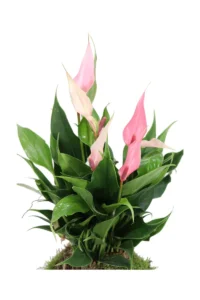 Kokedama Anthurium Lilli egarden.store online