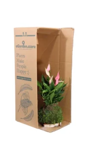 Kokedama Anthurium Lilli egarden.store online