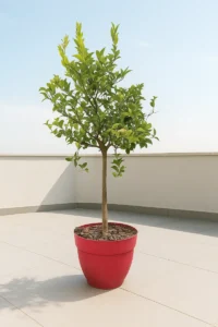 Limone Lunario - Citrus Limon Vaso Rosso Terrazzo egarden.store online