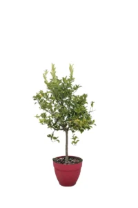 Limone Lunario - Citrus Limon