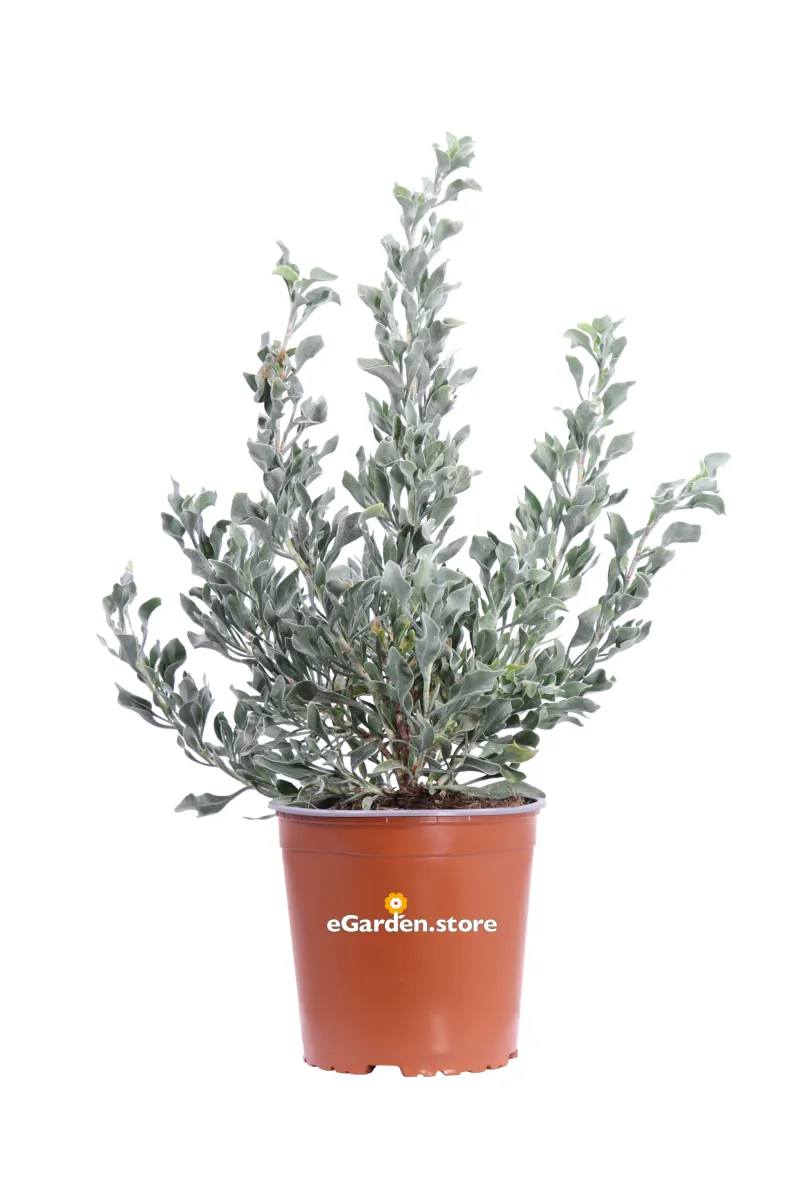 Limoniastrum Monopetalum v17 egarden.store online