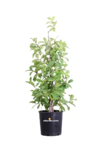 Magnolia Fairy Blush v24 egarden.store online