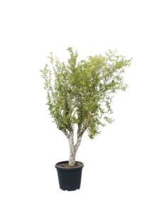 Melograno - Punica Granatum online