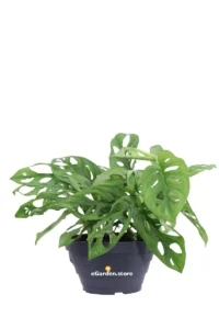 Monstera Monkey Leaf - Monstera Adansonii Ciotola v17 egarden.store 1 Monstera Monkey Leaf - Monstera Adansonii Ciotola v17 egarden.store online