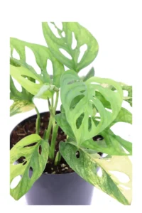 Monstera Monkey - Monstera Adansonii Aurea v14 egarden.store online