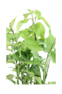 Odontonema Strictum v17 egarden.store online