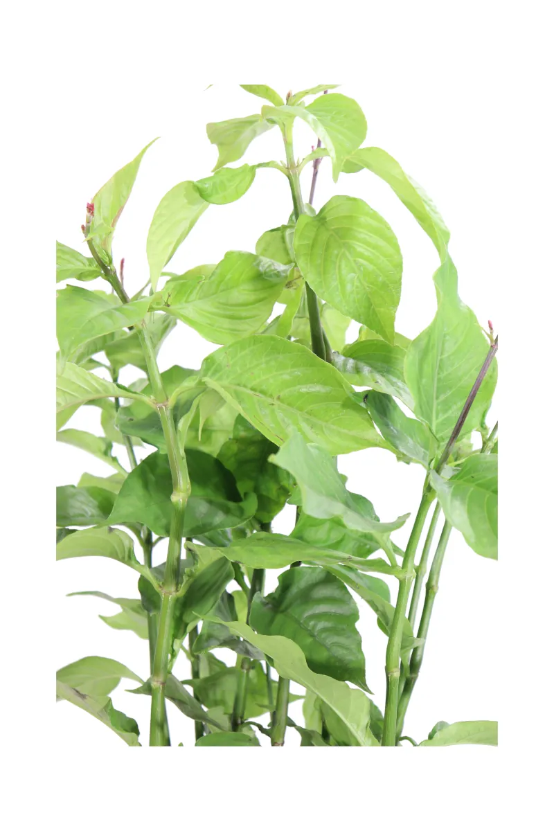 Odontonema Strictum v17 egarden.store online