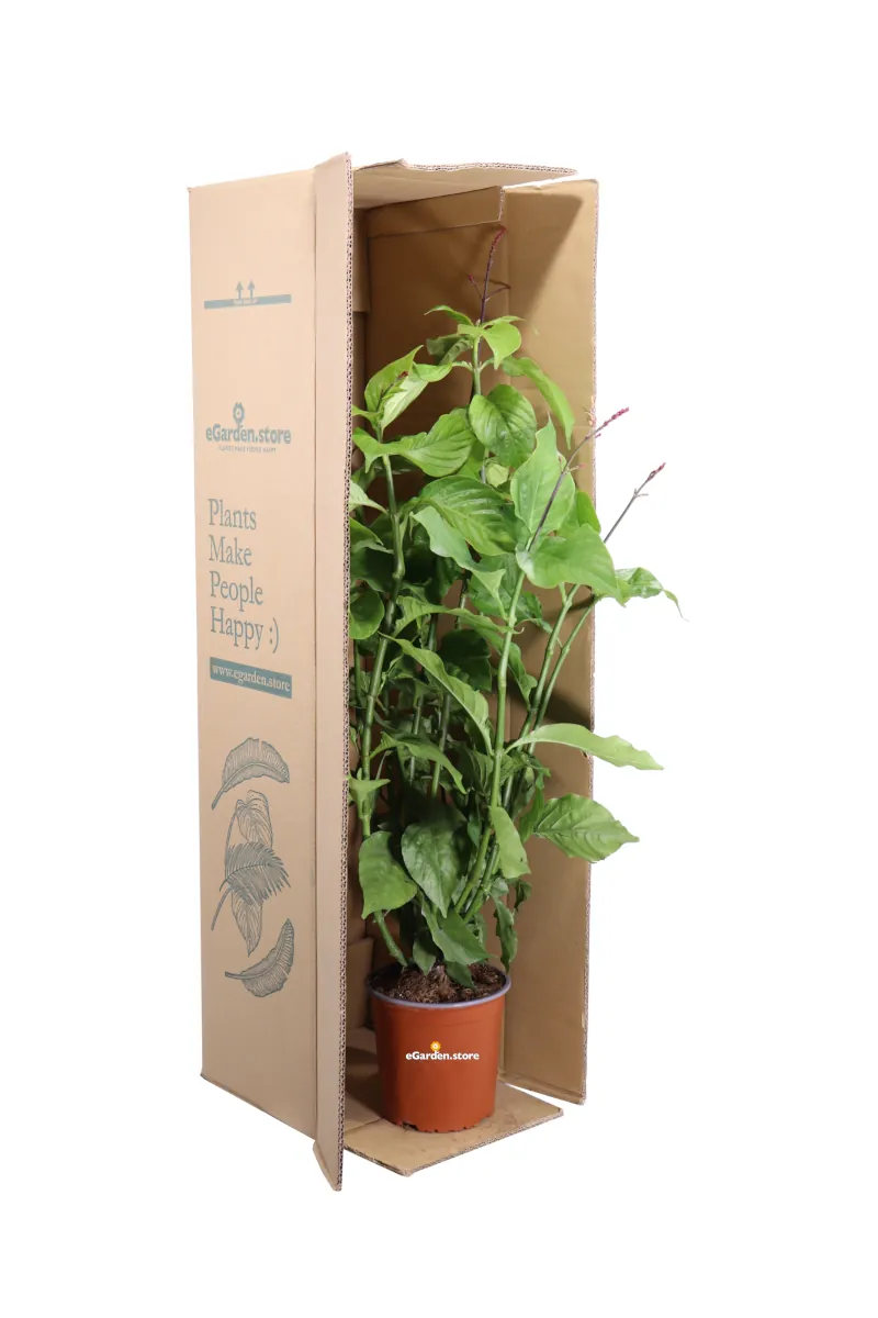 Odontonema Strictum v17 egarden.store online