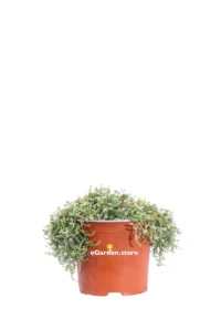 Paronychia Kapela v15 egarden.store online