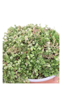 Paronychia Kapela v15 egarden.store online