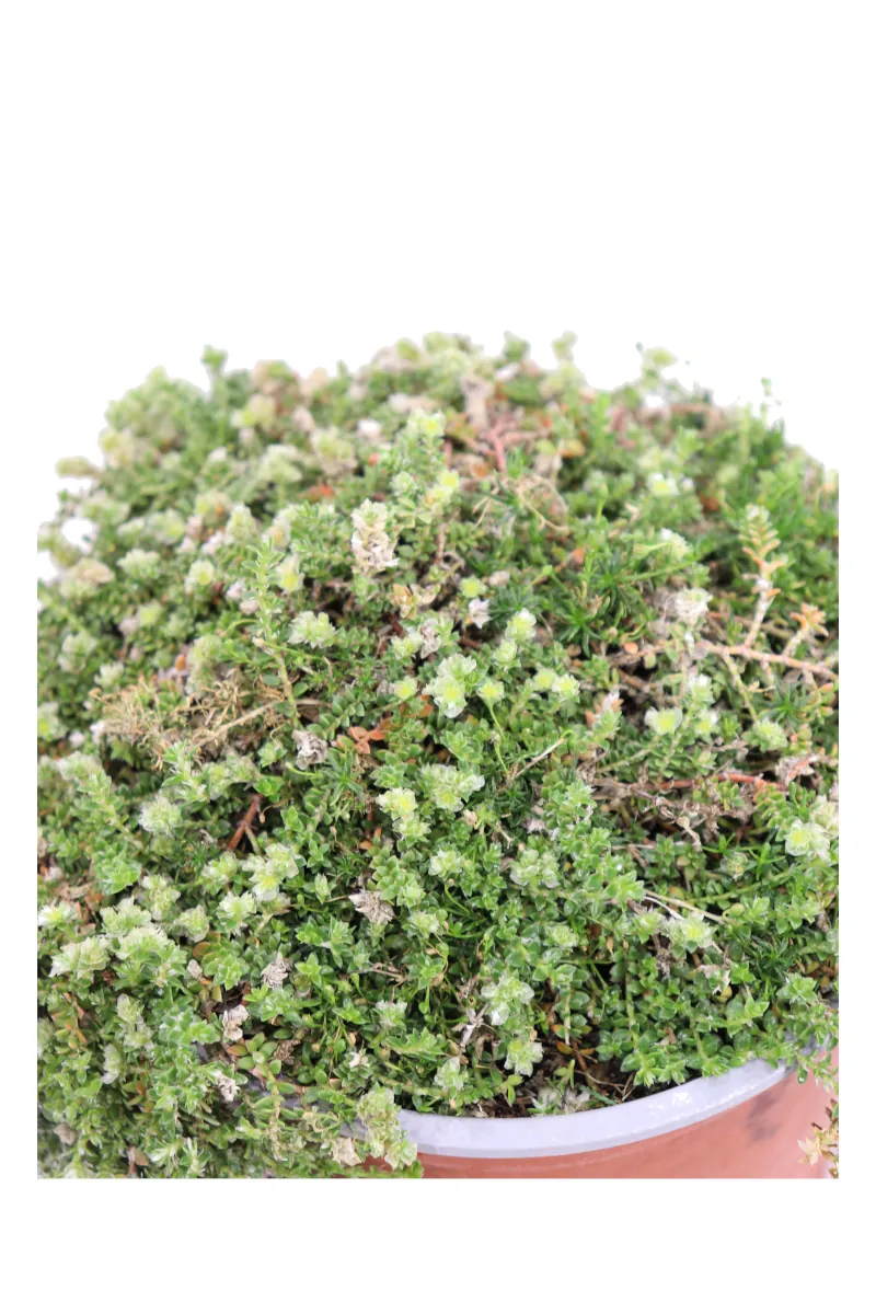 Paronychia Kapela v15 egarden.store online