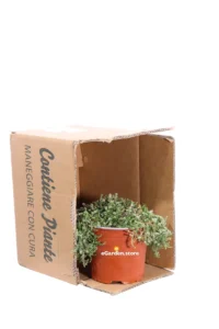 Paronychia Kapela v15 egarden.store online