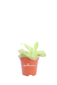 Pinguicula v.5 egarden.store online