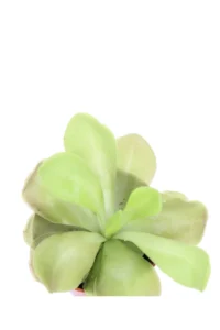Pinguicula v.5 egarden.store online