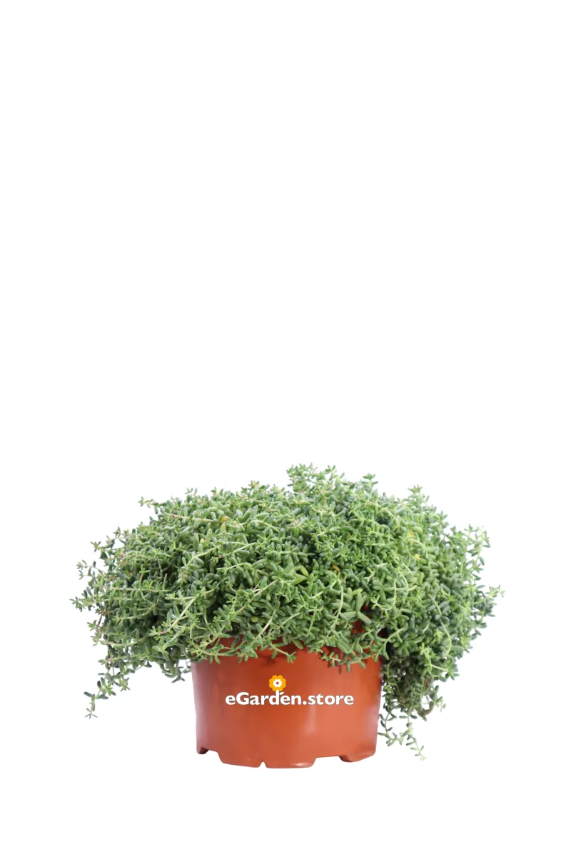 Sedum Album v17 egarden.store online