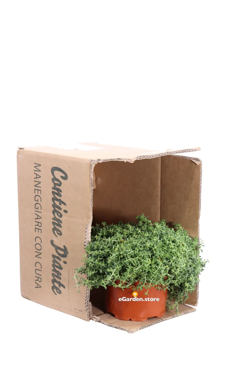 Sedum Album v17 egarden.store online