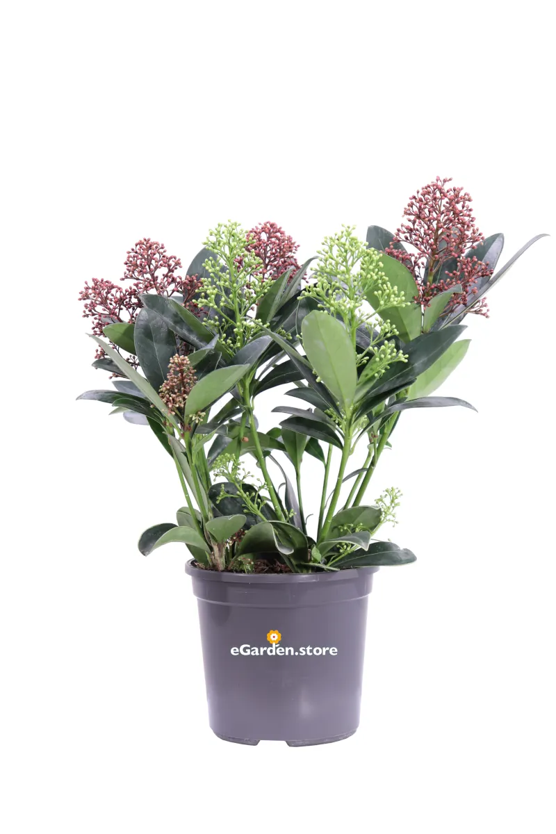 Skimmia Japonica Finchy