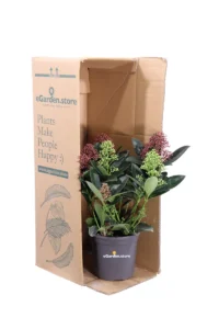 Skimmia Japonica Finchy