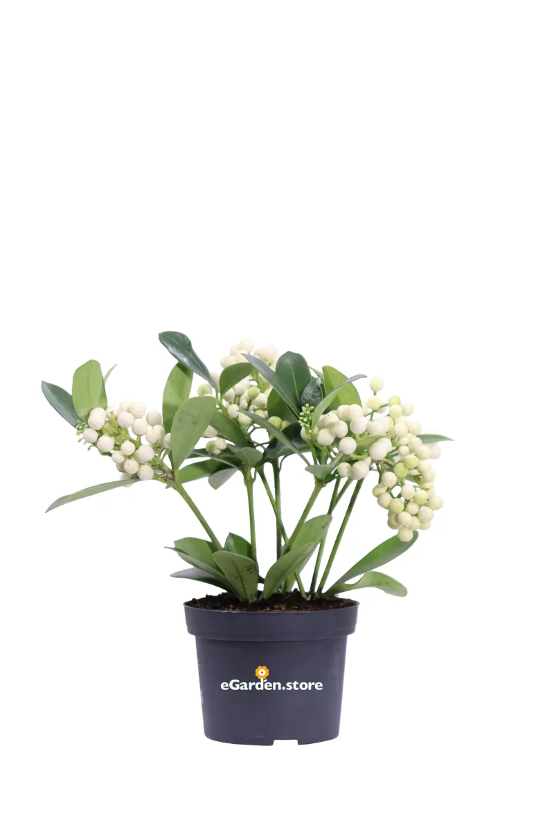Skimmia Japonica O'Berries White v12 egarden.store online