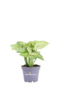 Syngonium Cream Allusion