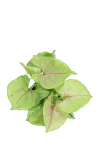 Syngonium Cream Allusion v6 egarden.store online