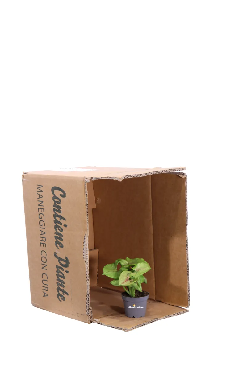 Syngonium Cream Allusion