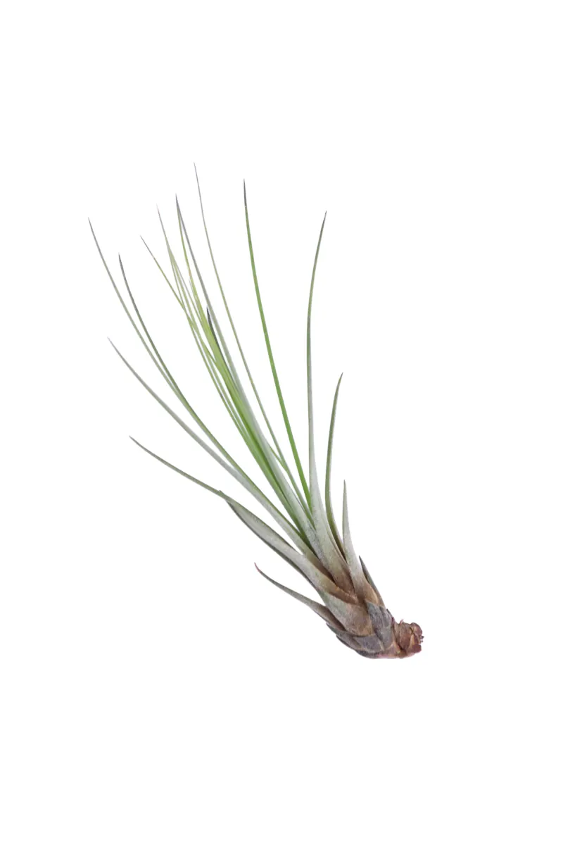 Tillandsia Melanocrater egarden.store online