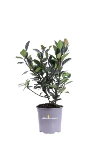Agrifoglio - Ilex Aquifolium v13 egarden.store online