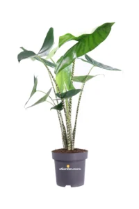 Alocasia Zebrina v30 egarden.store online