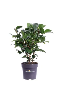 Camelia Japonica - Black Lace v15 egarden.store online